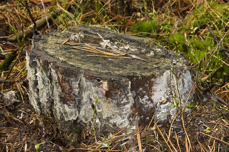 Phlebiopsis gigantea (door Nico Dam)