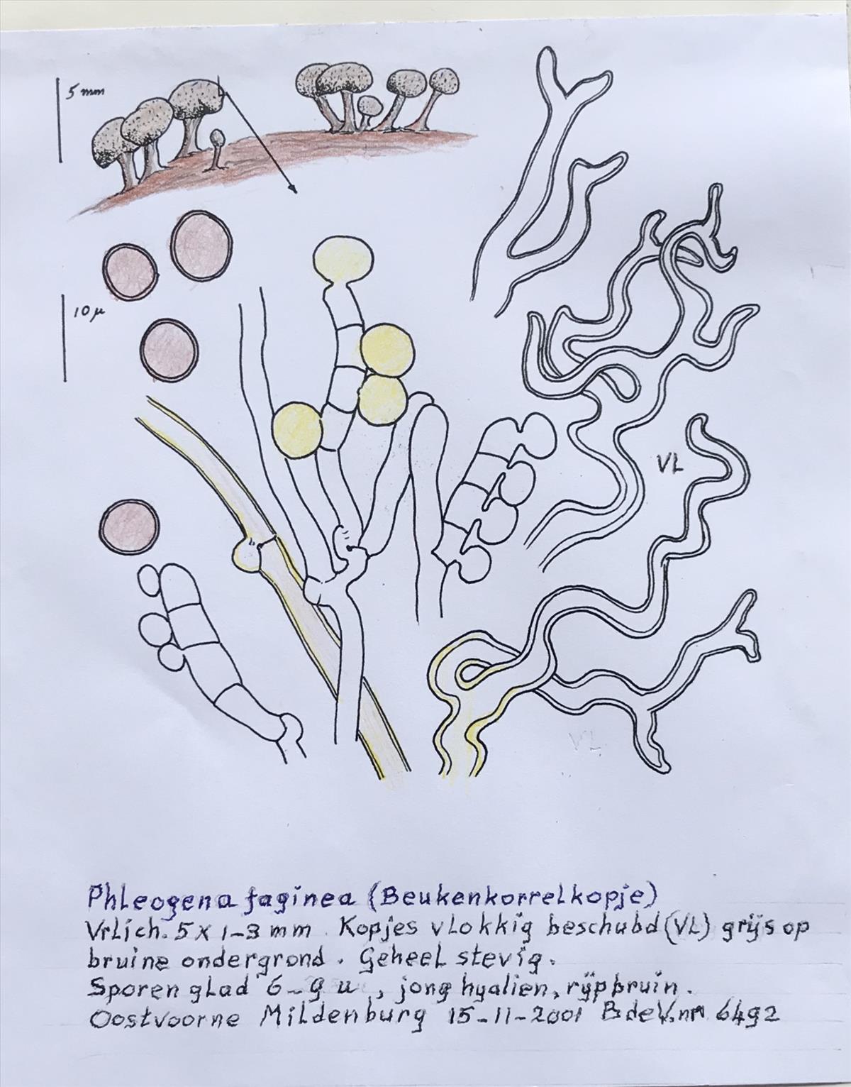 Phleogena faginea (door Bernhard de Vries)