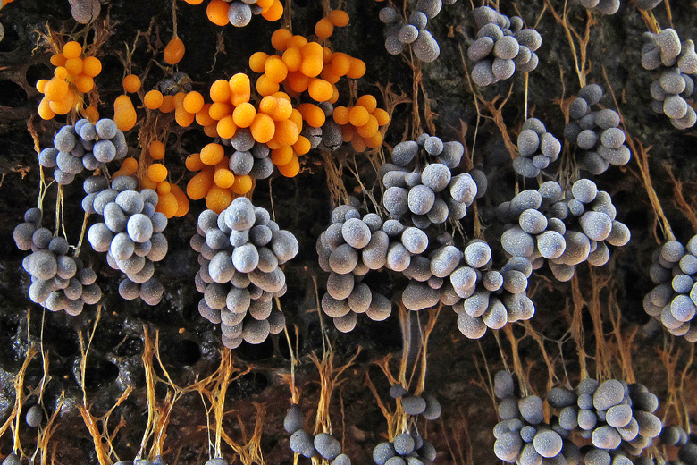 Badhamia utricularis (door Henk Huijser)