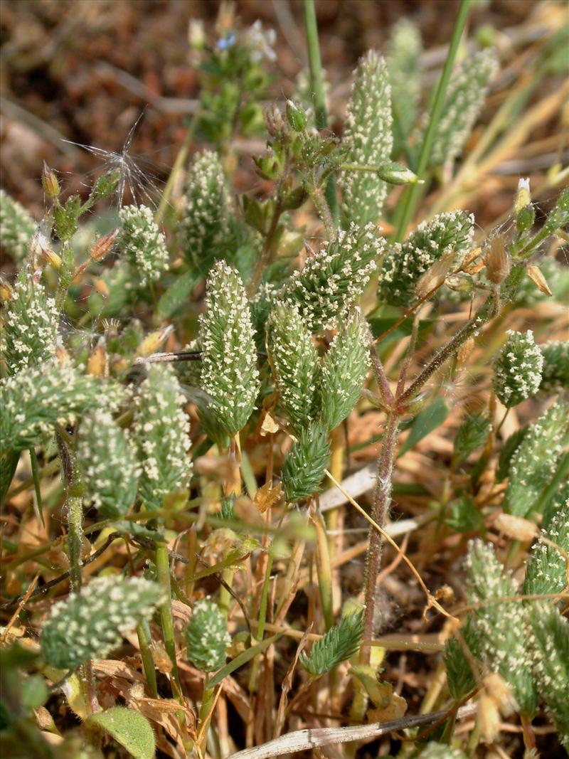 Phleum arenarium (door Adrie van Heerden)