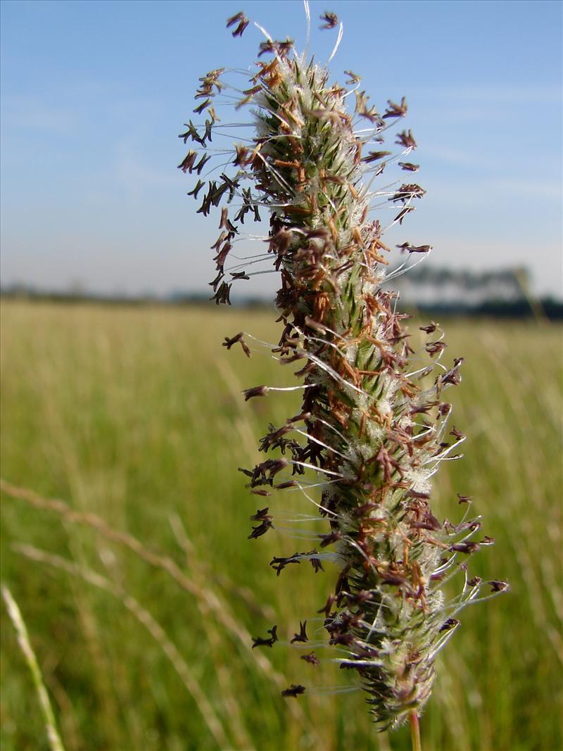 Phleum pratense (door Adrie van Heerden)