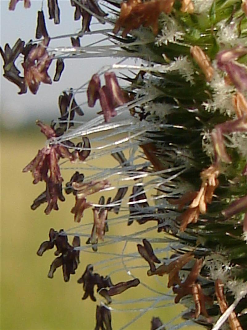 Phleum pratense (door Adrie van Heerden)