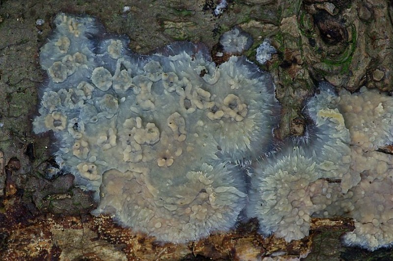 Radulomyces confluens (door Hannie Joziasse)