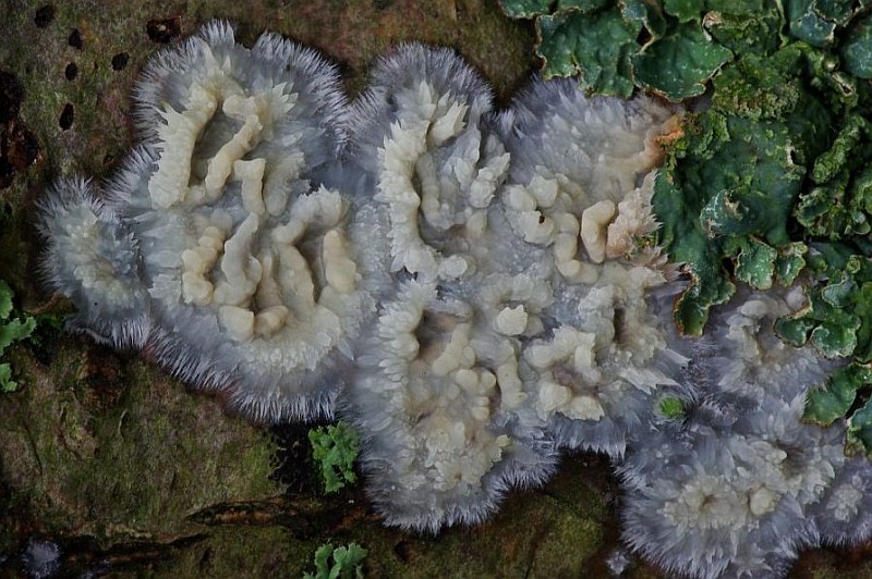 Radulomyces confluens (door Hannie Joziasse)