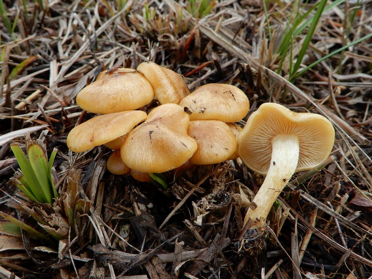 Pholiota conissans (door Marian Jagers)