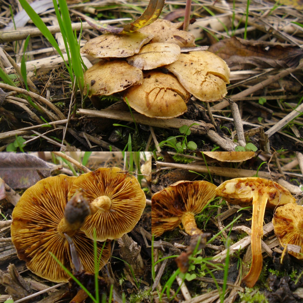 Pholiota conissans (door Michel Beeckman)