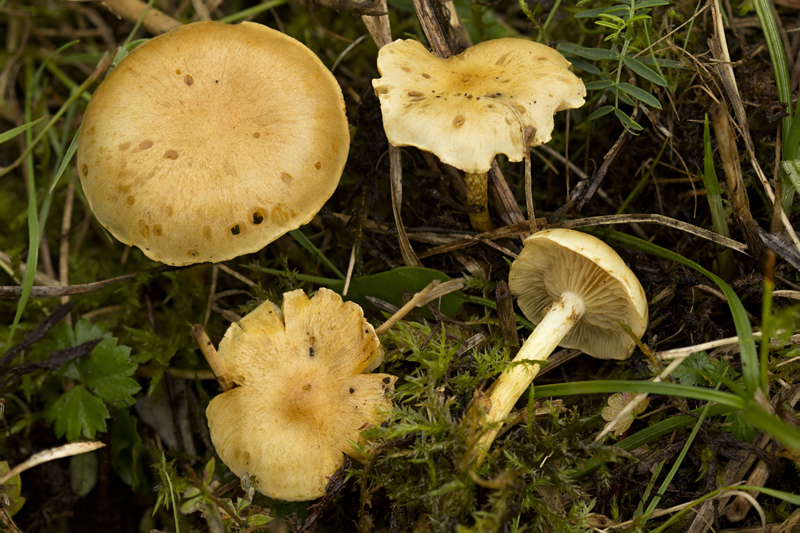 Pholiota conissans (door Menno Boomsluiter)