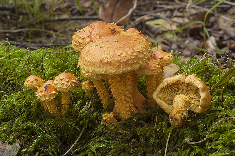 Pholiota flammans (door Nico Dam)