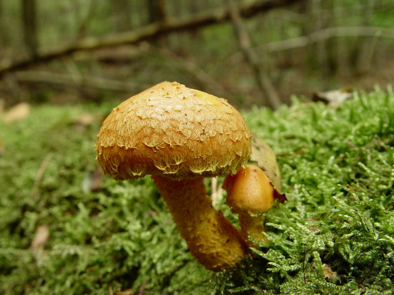 Pholiota flammans (door André Houter)