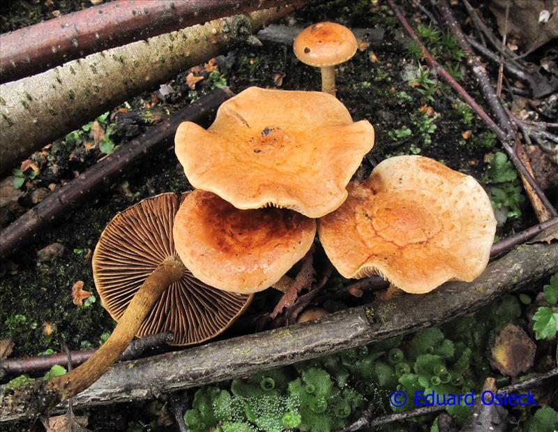 Pholiota highlandensis (door Eduard Osieck)