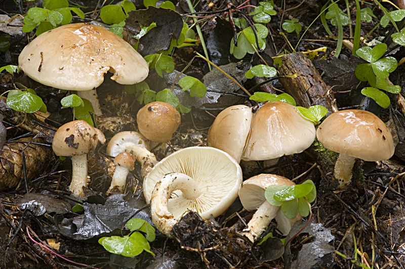 Pholiota lenta (door Nico Dam)