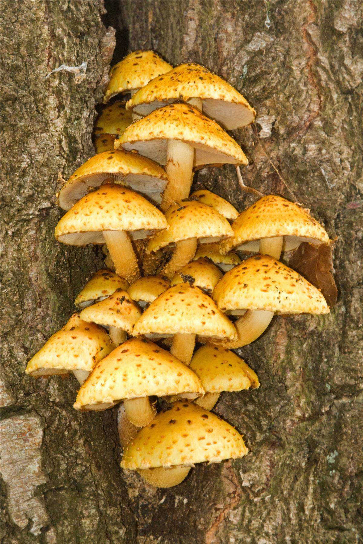 Pholiota limonella (door Menno Boomsluiter)