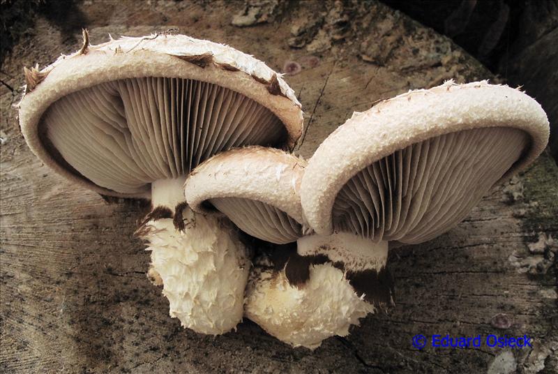 Hemipholiota populnea (door Joke Winkelman)