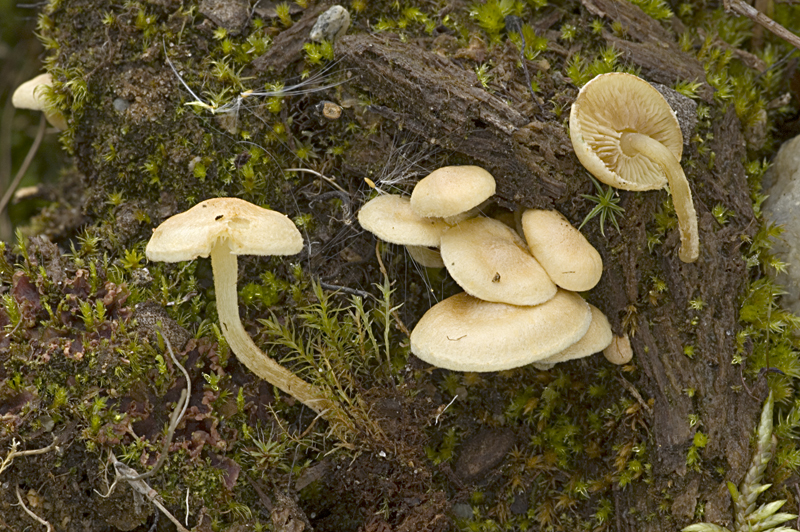 Pholiota scamba (door Nico Dam)