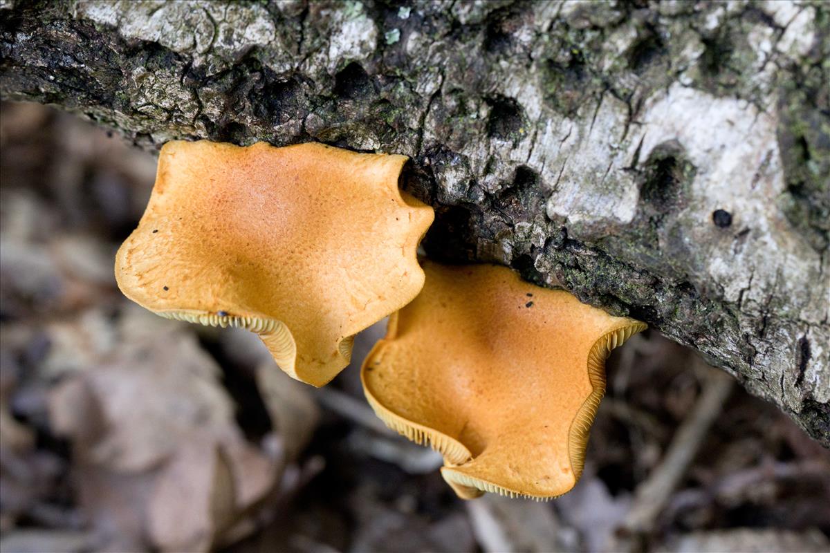 Pholiota tuberculosa (door Lucie Wessel)