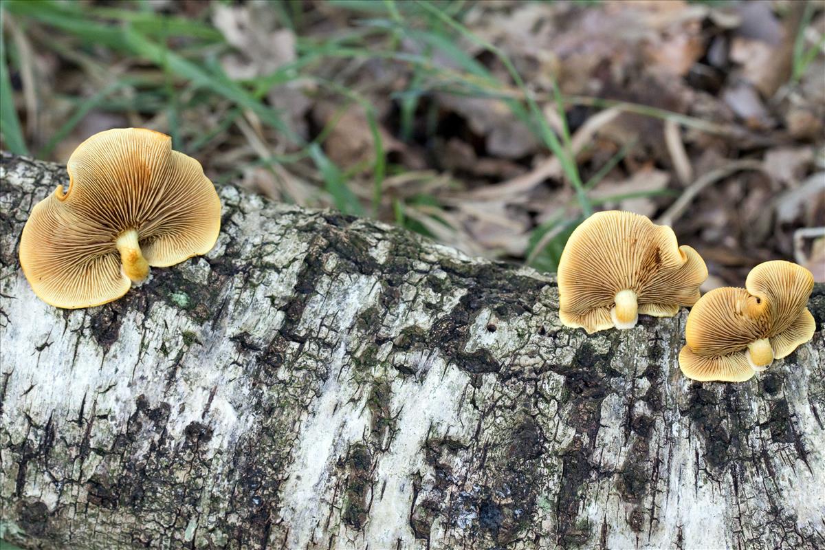 Pholiota tuberculosa (door Lucie Wessel)