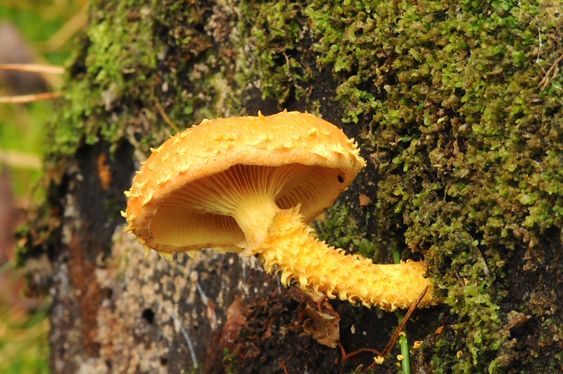 Pholiota flammans (door Wouter Heijkamp)