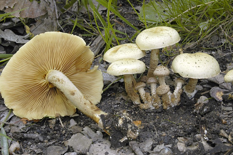 Pholiota gummosa (door Nico Dam)