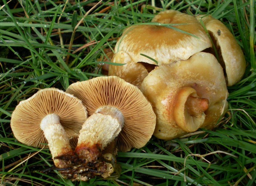 Pholiota gummosa (door Aldert Gutter)