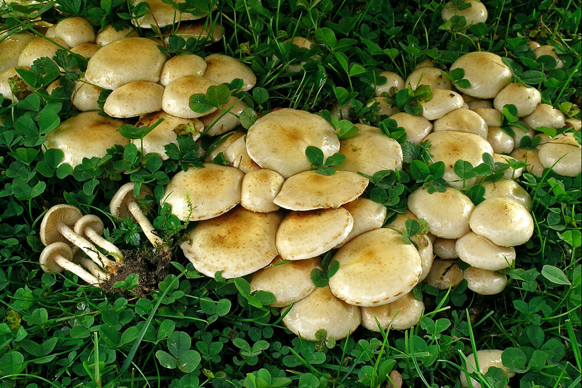 Pholiota gummosa (door Henk Huijser)