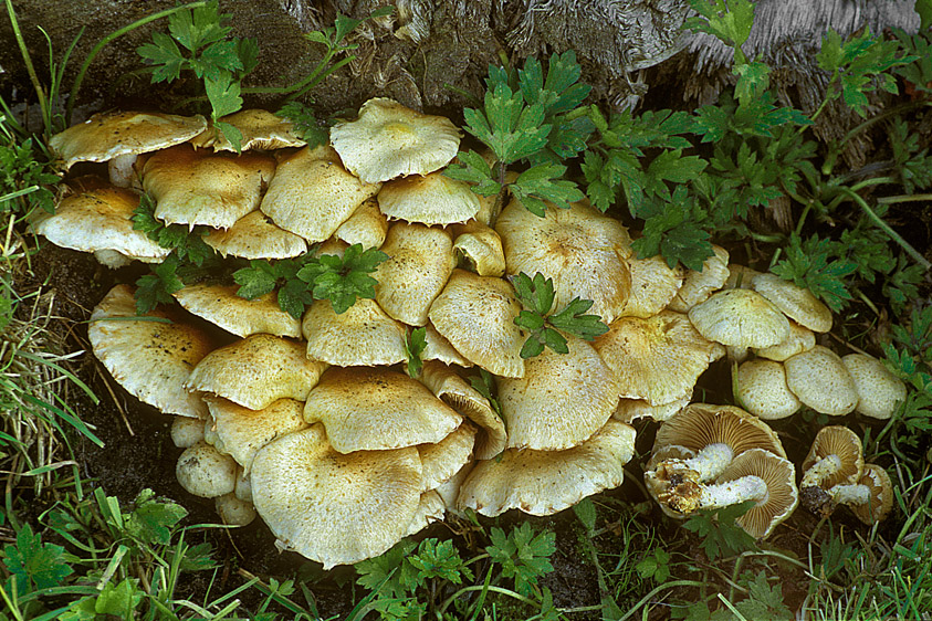 Pholiota gummosa (door Henk Huijser)