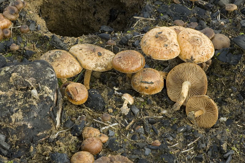 Pholiota highlandensis (door Nico Dam)