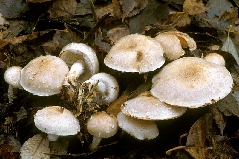 Pholiota lenta (door Henk Huijser)