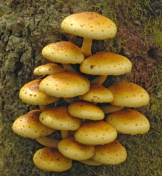 Pholiota limonella (door Nico Dam)