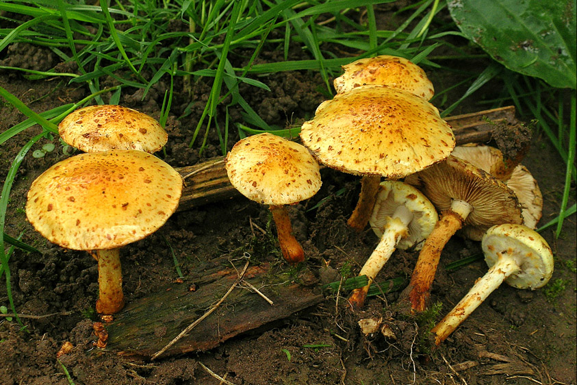 Pholiota lucifera (door Henk Huijser)