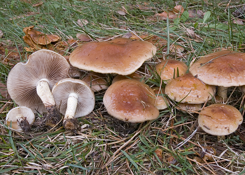 Pholiota mixta (door Nico Dam)