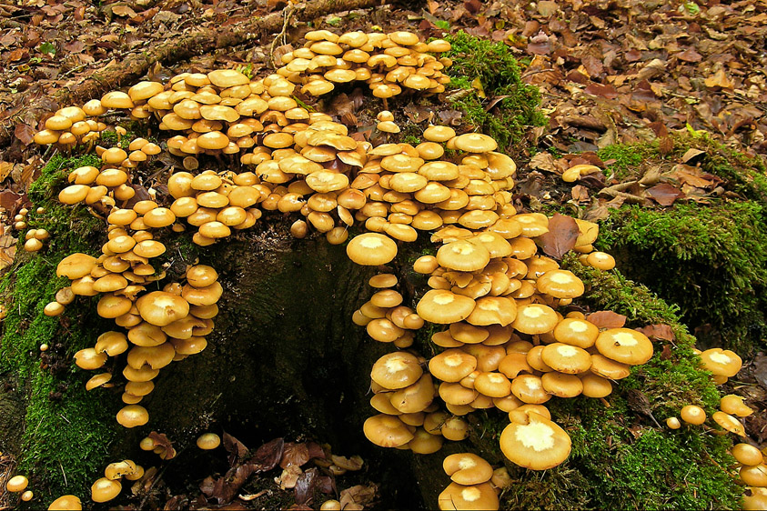 Kuehneromyces mutabilis (door Henk Huijser)