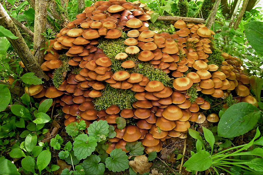 Kuehneromyces mutabilis (door Henk Huijser)