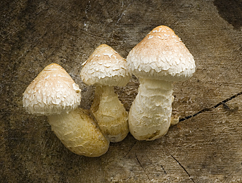 Hemipholiota populnea (door Nico Dam)