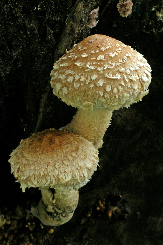 Hemipholiota populnea (door Henk Huijser)