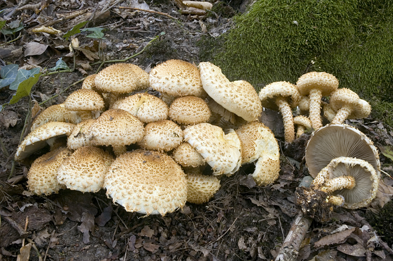 Pholiota squarrosa (door Nico Dam)