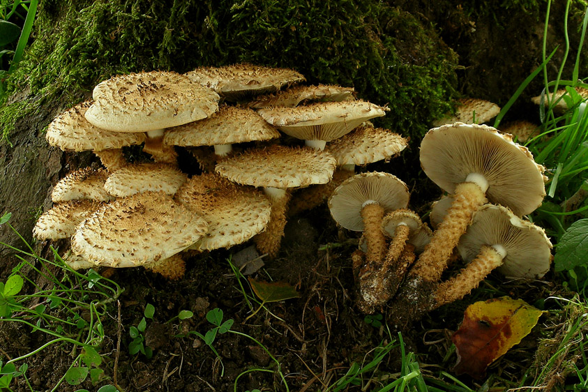 Pholiota squarrosa (door Henk Huijser)