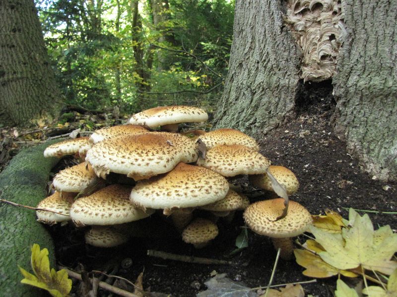 Pholiota squarrosa (door Gert Immerzeel)