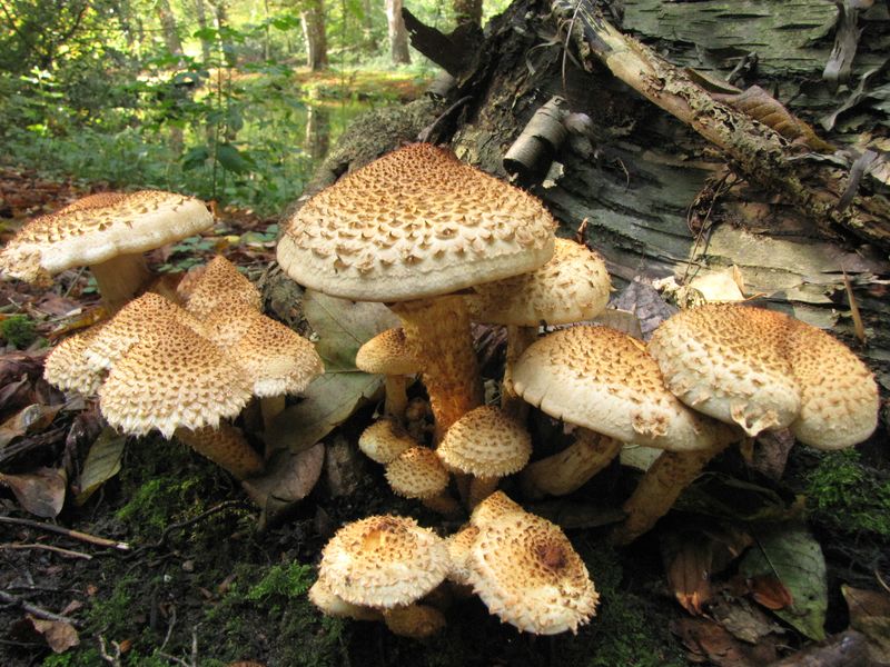 Pholiota squarrosa (door Gert Immerzeel)