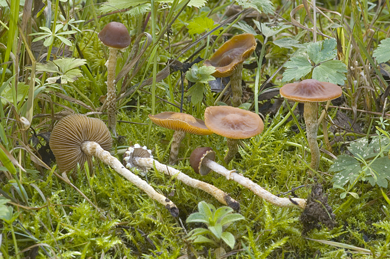 Pholiotina vestita (door Nico Dam)