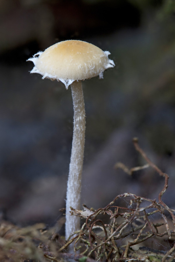 Pholiotina vestita (door Menno Boomsluiter)