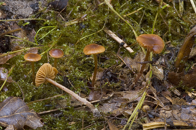 Pholiotina brunnea (door Nico Dam)