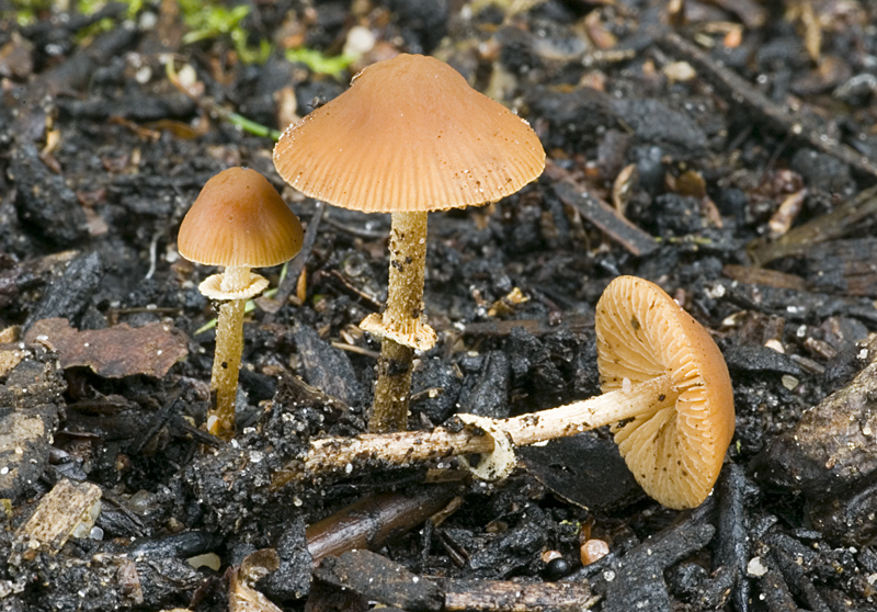 Pholiotina rugosa (door Nico Dam)