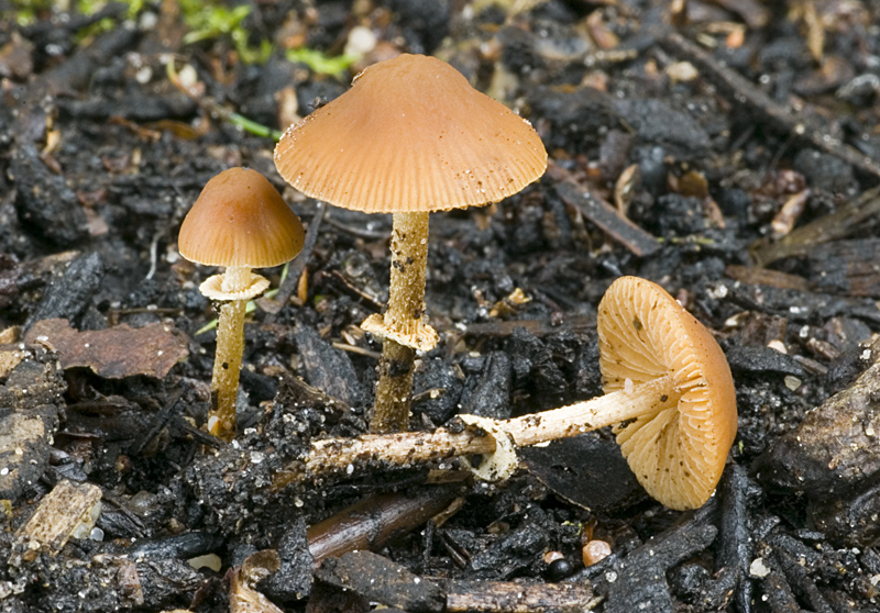 Pholiotina rugosa (door Nico Dam)