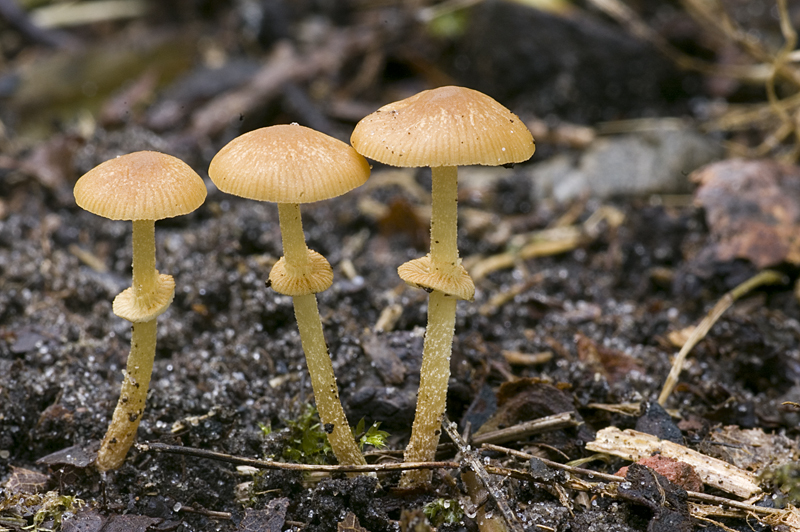 Pholiotina rugosa (door Nico Dam)