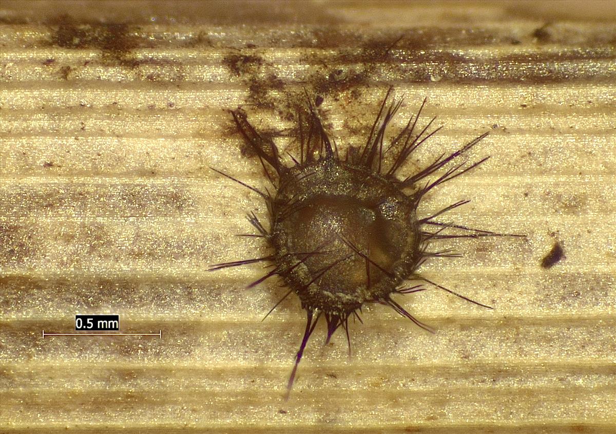 Phomatospora dinemasporium (door Eduard Osieck)