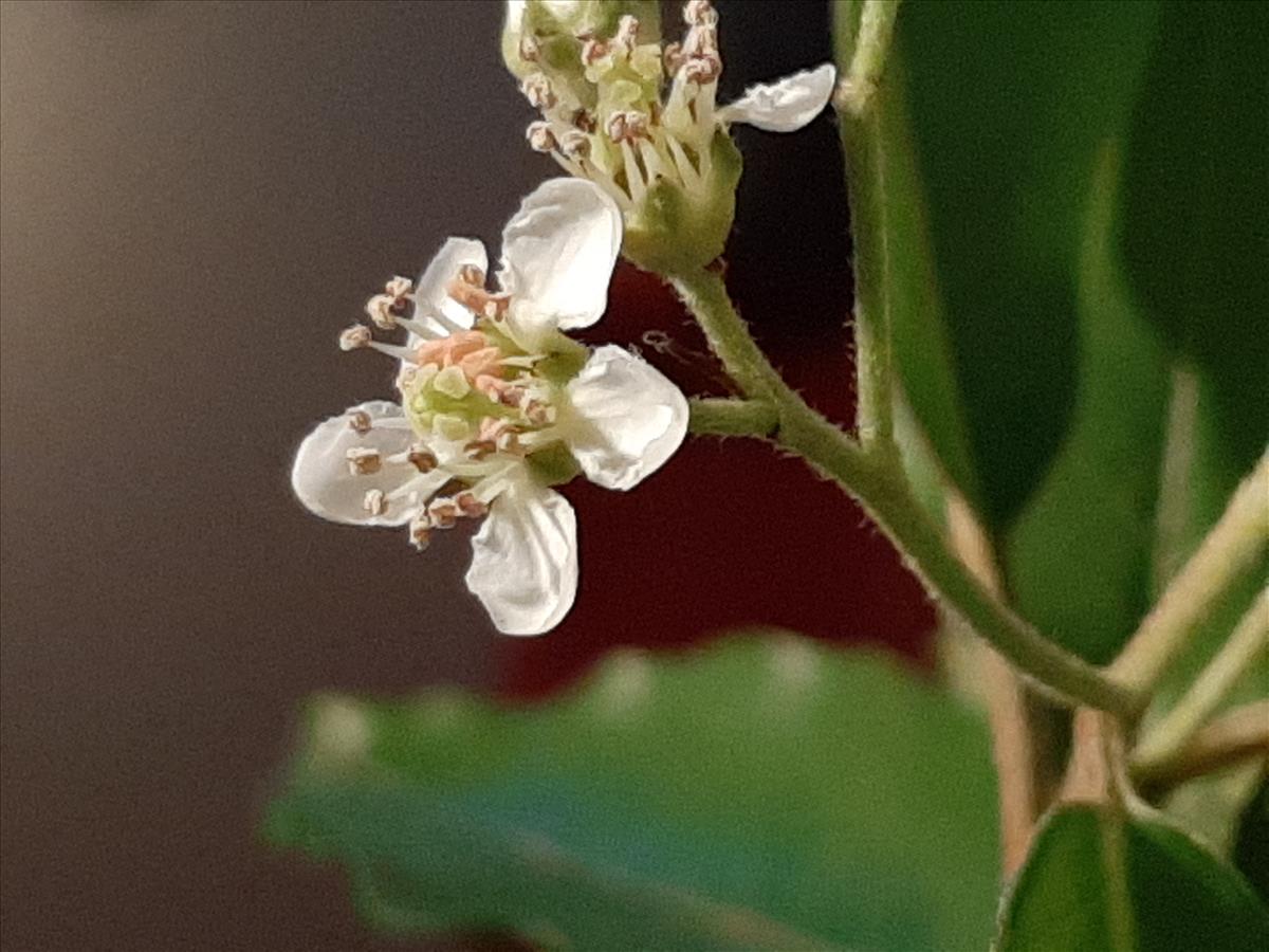 Photinia davidiana (door Ruud Beringen)