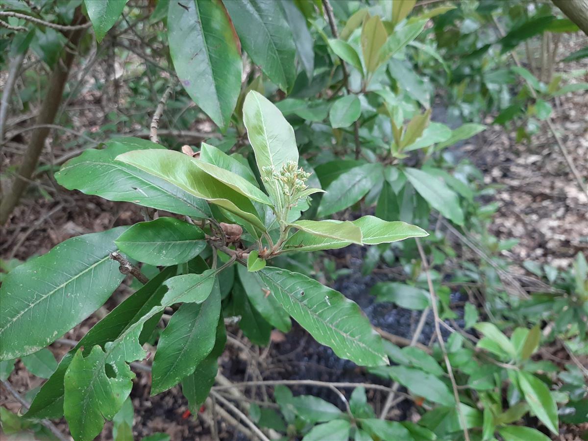 Photinia davidiana (door Ruud Beringen)