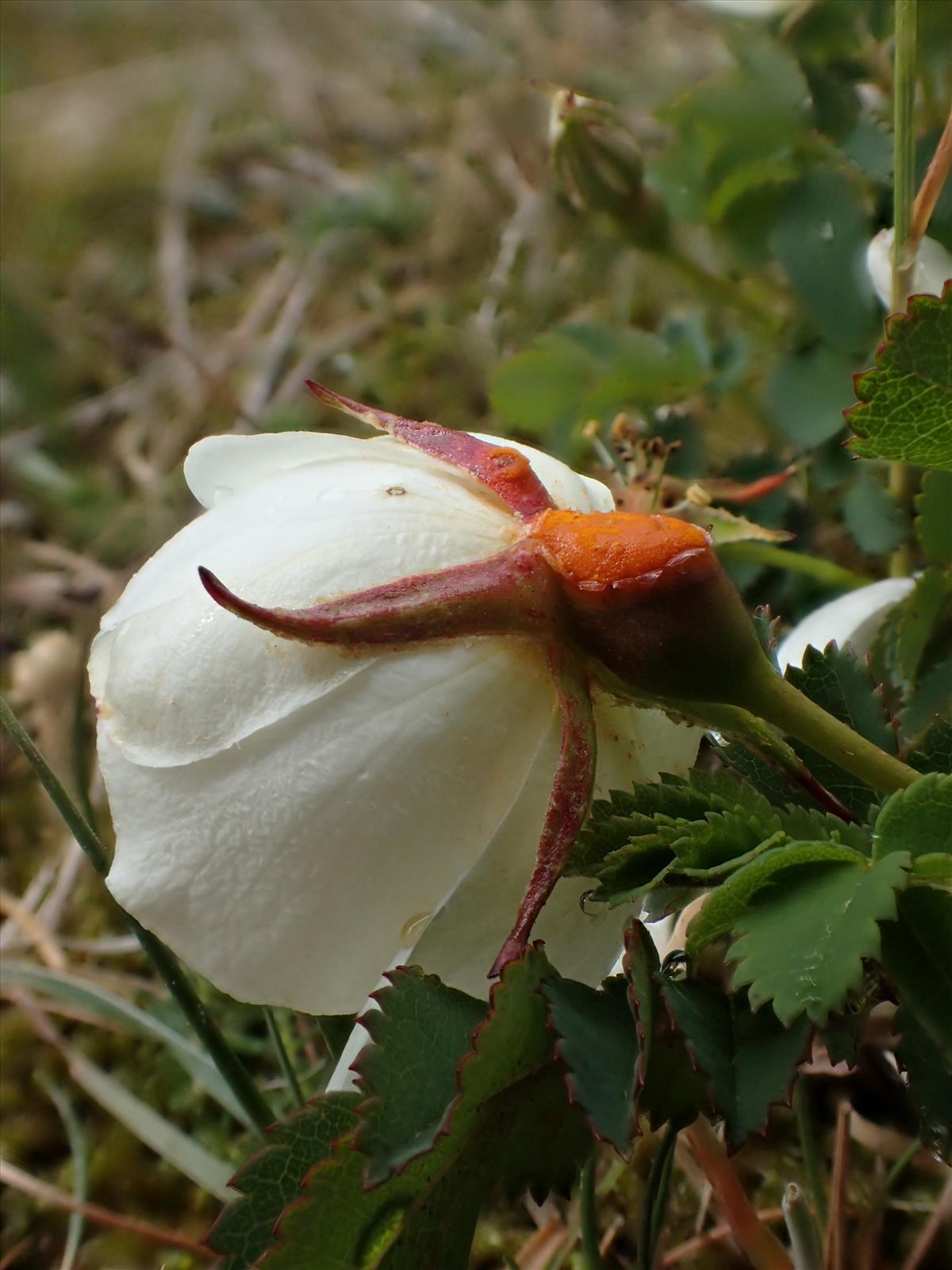 Phragmidium rosae-pimpinellifoliae (door Leo Jalink)
