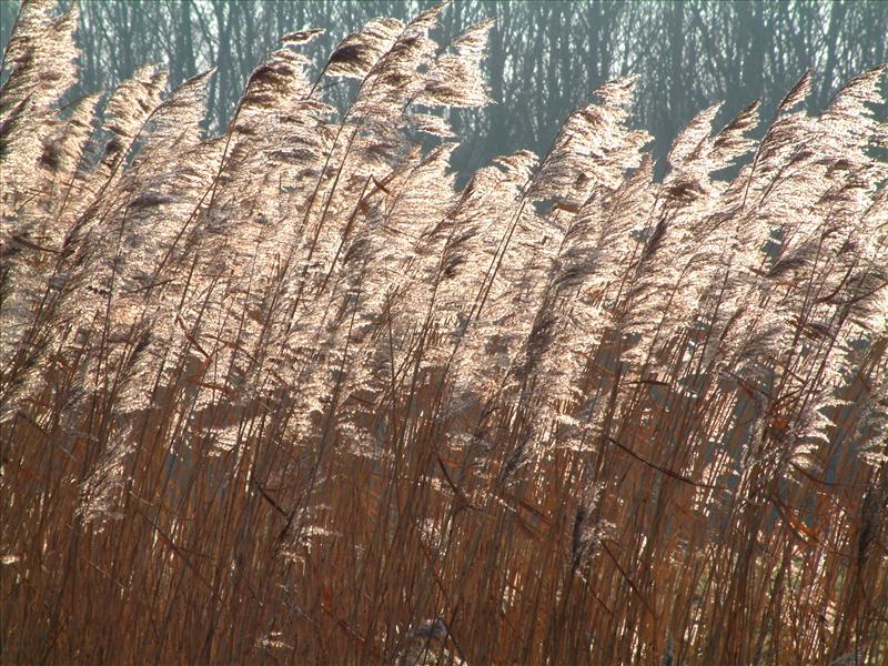 Phragmites australis (door Adrie van Heerden)