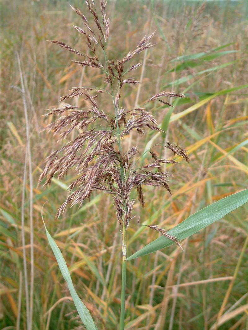 Phragmites australis (door Adrie van Heerden)